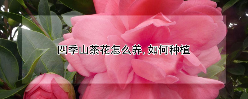 四季山茶花怎么养,如何种植