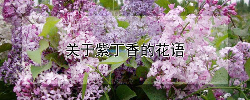 关于紫丁香的花语 紫丁香的花语和象征意义