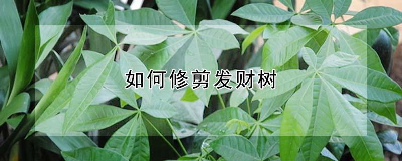 如何修剪发财树（如何修剪发财树?）