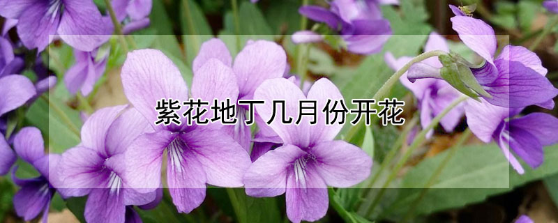 紫花地丁几月份开花（紫花地丁花期）