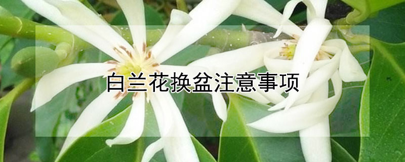 白兰花换盆注意事项