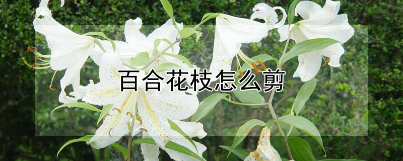 百合花枝怎么剪（剪枝的百合花养护方法）