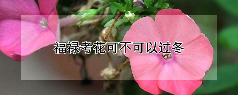 福禄考花可不可以过冬