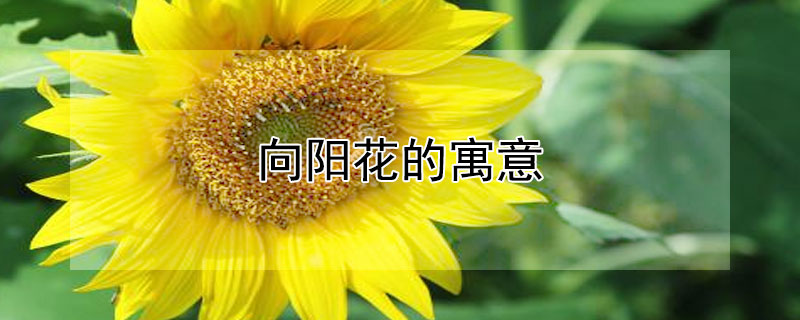 向阳花的寓意