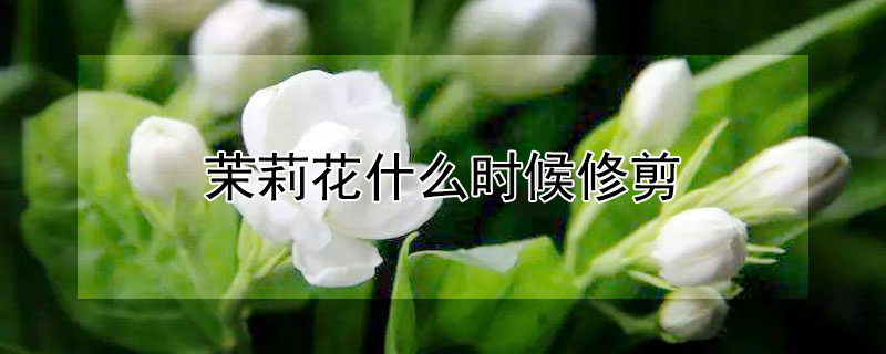 茉莉花什么时候修剪 茉莉花什么时候修剪枝条最好