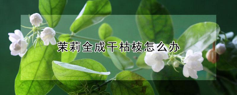 茉莉全成干枯枝怎么办