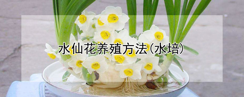 水仙花养殖方法(水培)