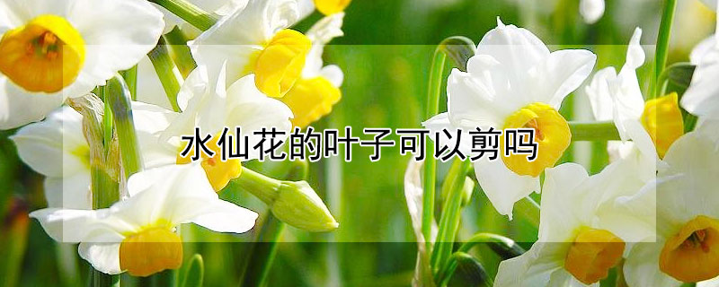 水仙花的叶子可以剪吗 水仙花叶子长了可以剪吗