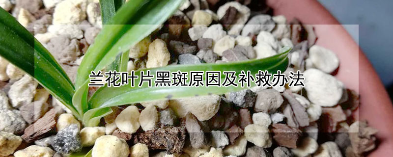 兰花叶片黑斑原因及补救办法（兰花叶片黑斑原因及补救办法多菌灵的作用）