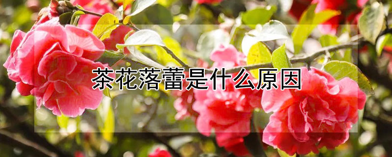 茶花落蕾是什么原因