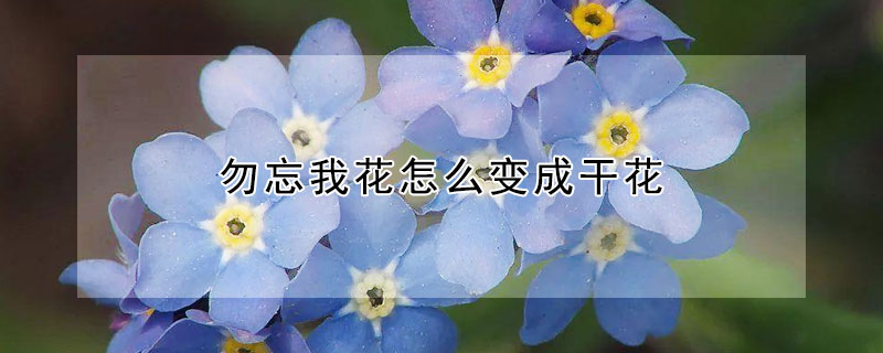 勿忘我花怎么变成干花