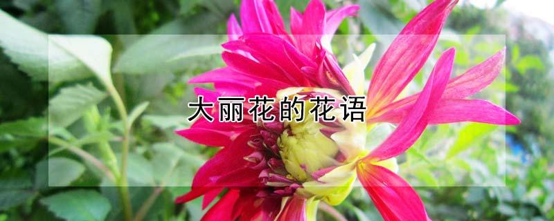 大丽花的花语