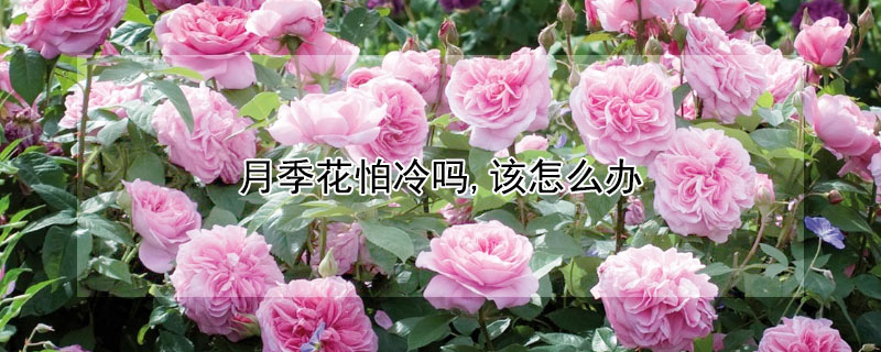 月季花怕冷吗,该怎么办