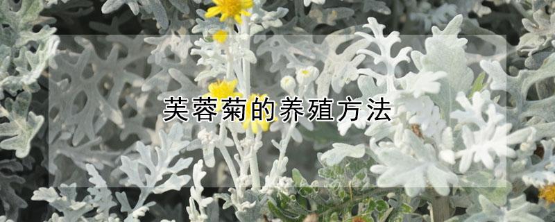 芙蓉菊的养殖方法