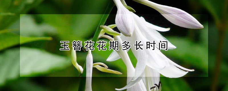 玉簪花花期多长时间