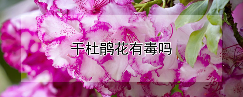 干杜鹃花有毒吗 杜鹃花叶有毒么