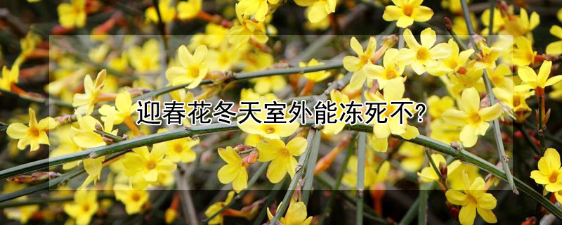 迎春花冬天室外能冻死不?