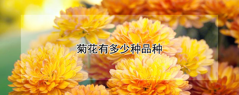 菊花有多少种品种