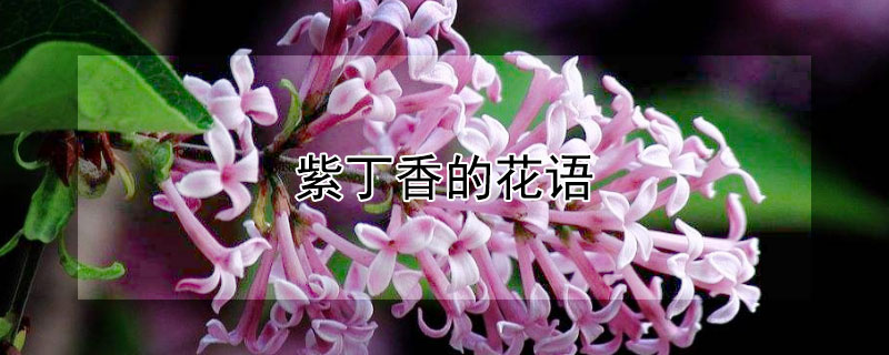 紫丁香的花语（紫丁香的花语是什么英文）