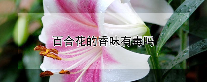 百合花的香味有毒吗 百合花的香味有毒吗可以放室内吗