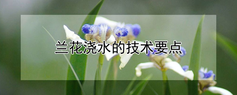 兰花浇水的技术要点