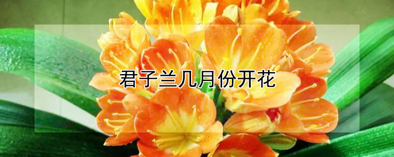 君子兰几月份开花