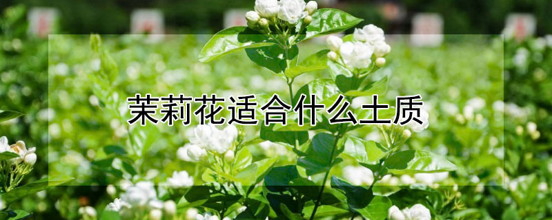 茉莉花适合什么土质