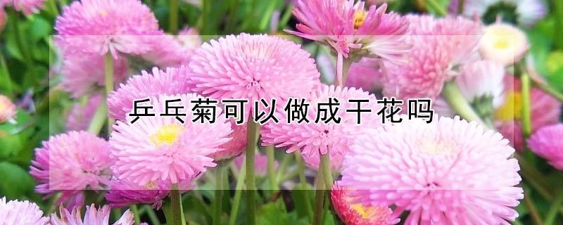 乒乓菊可以做成干花吗（乒乓菊可以用来做什么）