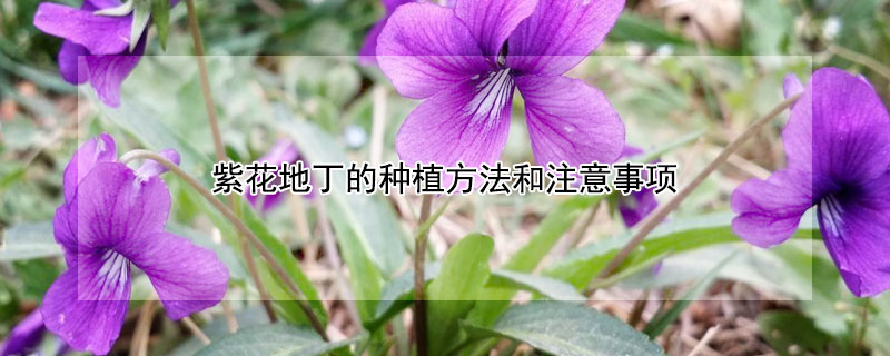紫花地丁的种植方法和注意事项 紫花地丁种植技术和方法