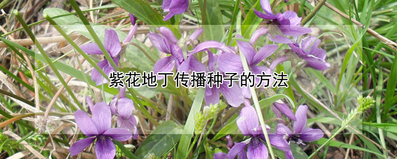 紫花地丁传播种子的方法（紫花地丁的种子靠风传播对吗）