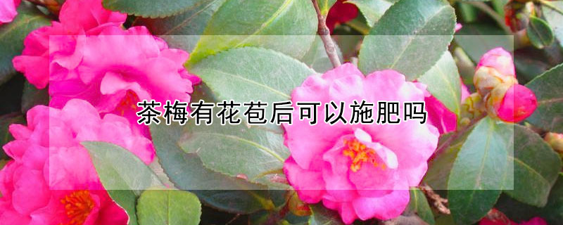 茶梅有花苞后可以施肥吗