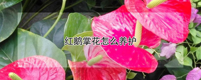 红鹅掌花怎么养护