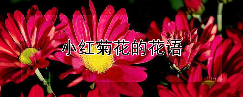 小红菊花的花语