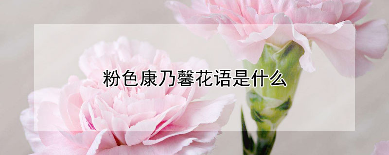 粉色康乃馨花语是什么