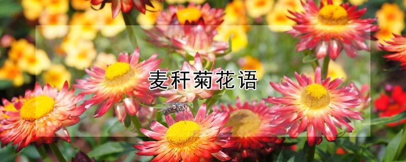 麦秆菊花语