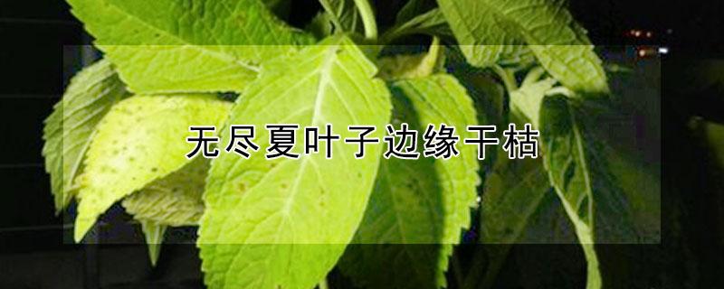 无尽夏叶子边缘干枯