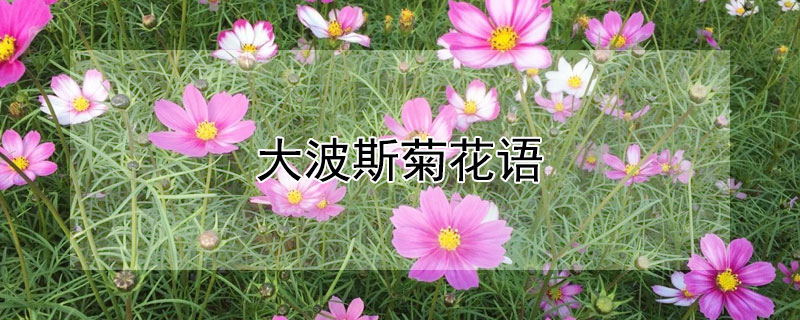 大波斯菊花语 大波斯菊话语