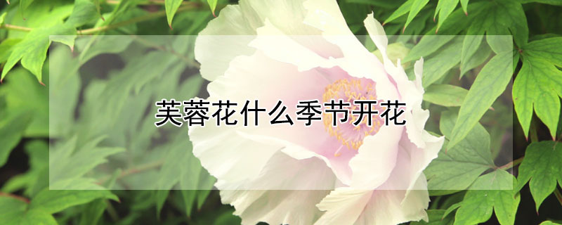 芙蓉花什么季节开花