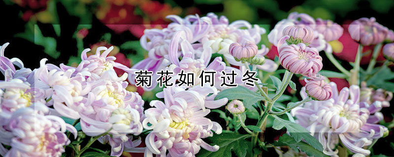 菊花如何过冬