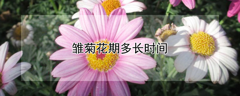 雏菊花期多长时间 雏菊花花期