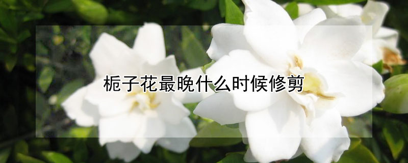 栀子花最晚什么时候修剪（栀子花什么时候修剪?）