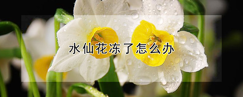 水仙花冻了怎么办