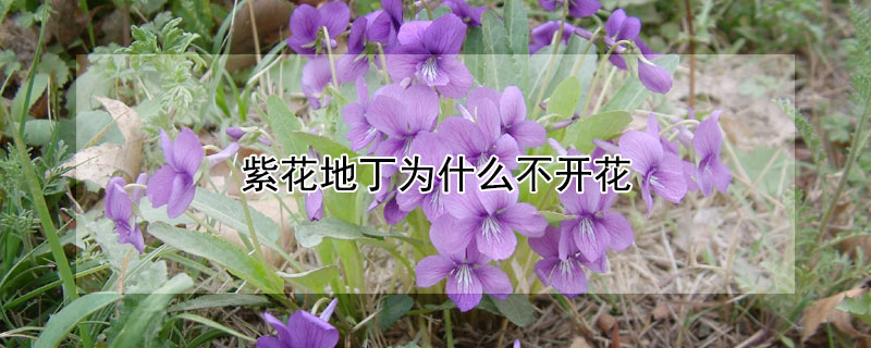 紫花地丁为什么不开花（紫花地丁开什么样的花）