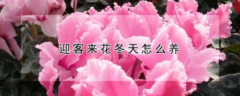 迎客来花冬天怎么养