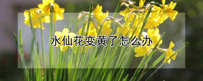 水仙花变黄了怎么办