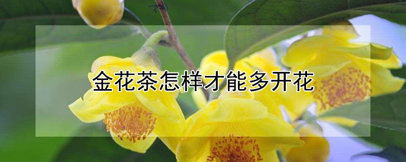 金花茶怎样才能多开花（金花茶怎样种植才多开花）