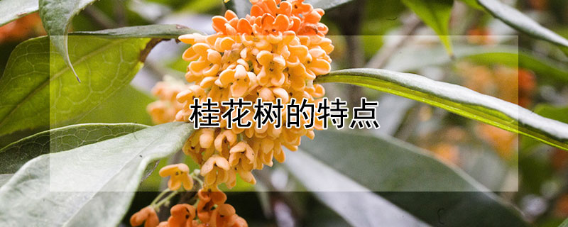 桂花树的特点