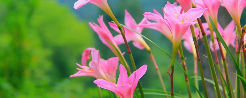 风雨兰花语（粉色风雨兰花语）