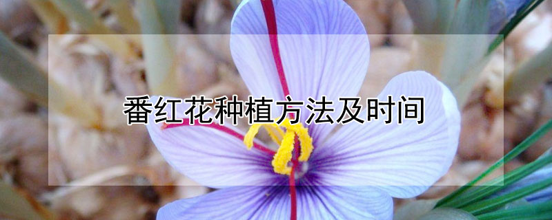 番红花种植方法及时间