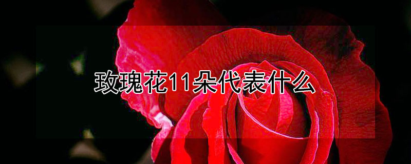玫瑰花11朵代表什么